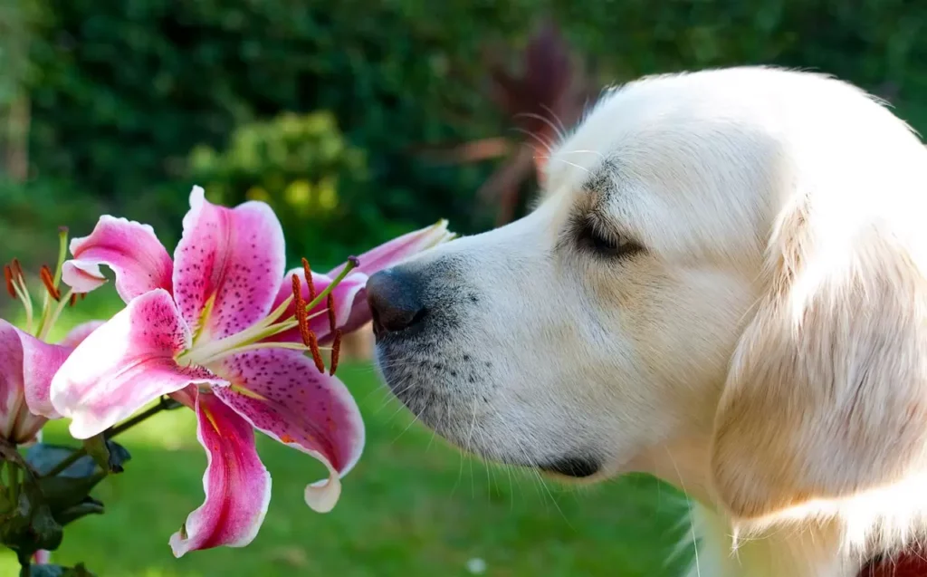 Can Drug Dogs Smell Mushrooms?