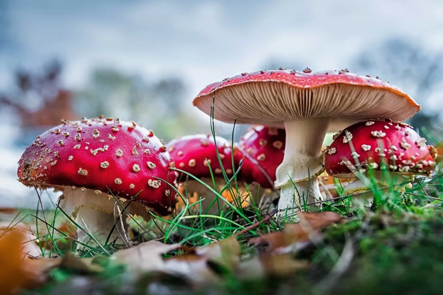 Psychedelic Amanita Muscaria Mushroom