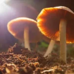 Unveiling the technology of Magic Mushrooms: Exploring Psilocybin outcomes at the brain