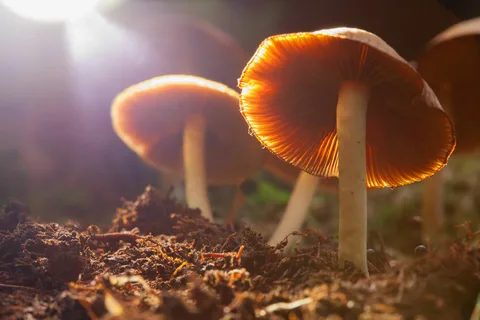 Unveiling the technology of Magic Mushrooms: Exploring Psilocybin outcomes at the brain