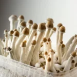Enigmatic Beauty of Albino Penis Envy Mushrooms