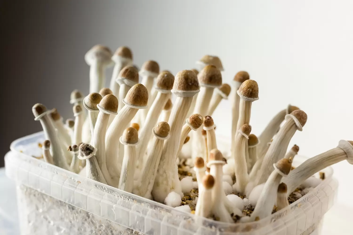Enigmatic Beauty of Albino Penis Envy Mushrooms