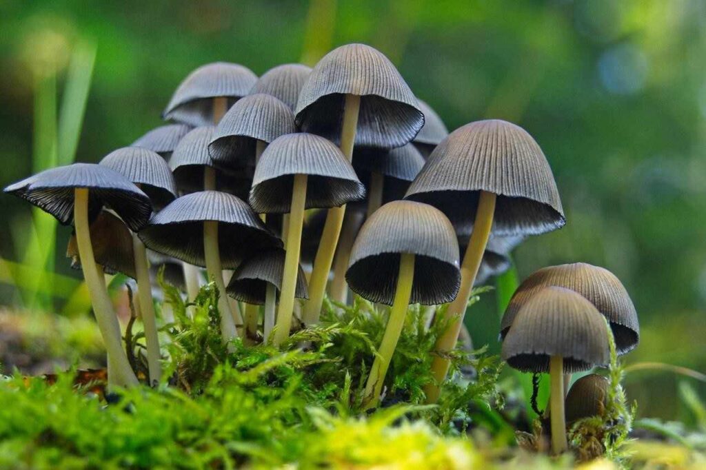 Magic Mushrooms