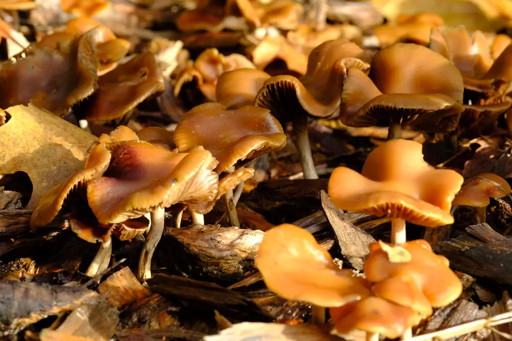 Psilocybe Cyanescens Wavy Cap Spore Print