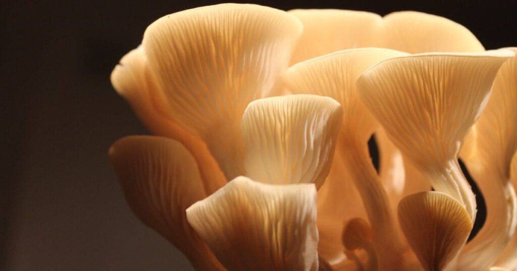 Oyster Mushroom Spore