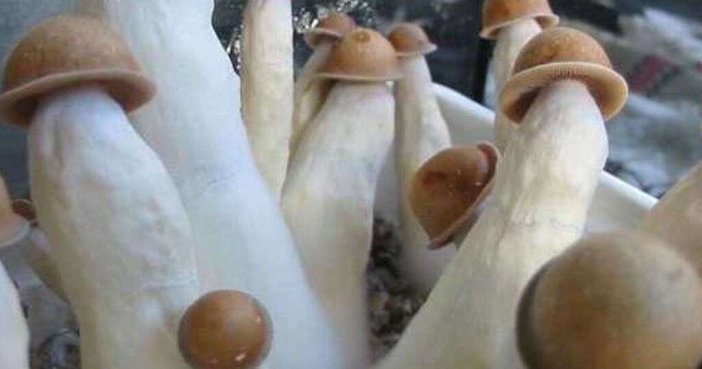 penis envy mushrooms