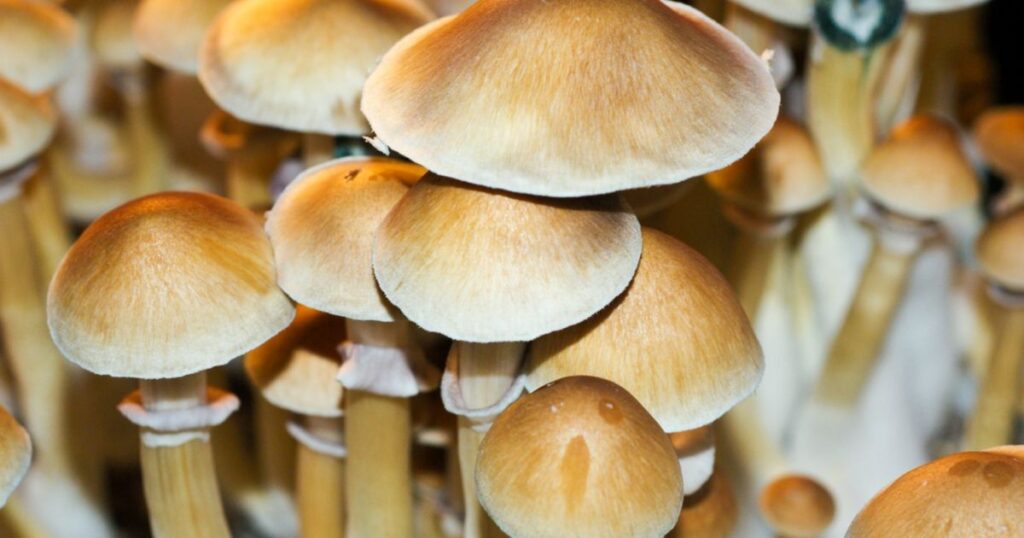 Psilocybe Cubensis