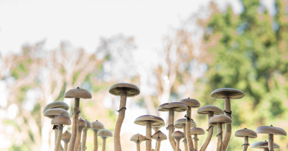 Psilocybin potential future