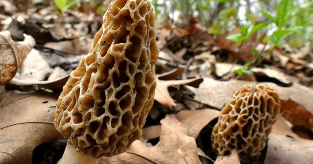 Foraged Gold: State of the 2024's Fresh Morel Mushrooms