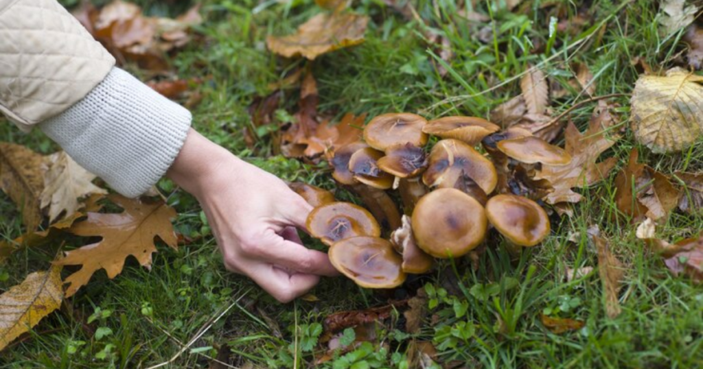 How Long Do Mushrooms Stay In Your System