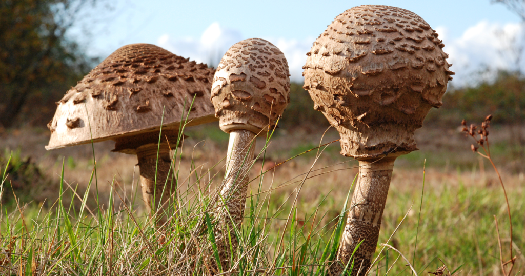 Growing and Harvesting Parasol Mushrooms