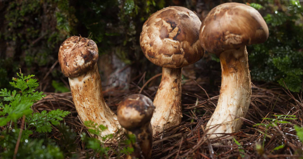 Matsutake Mushrooms