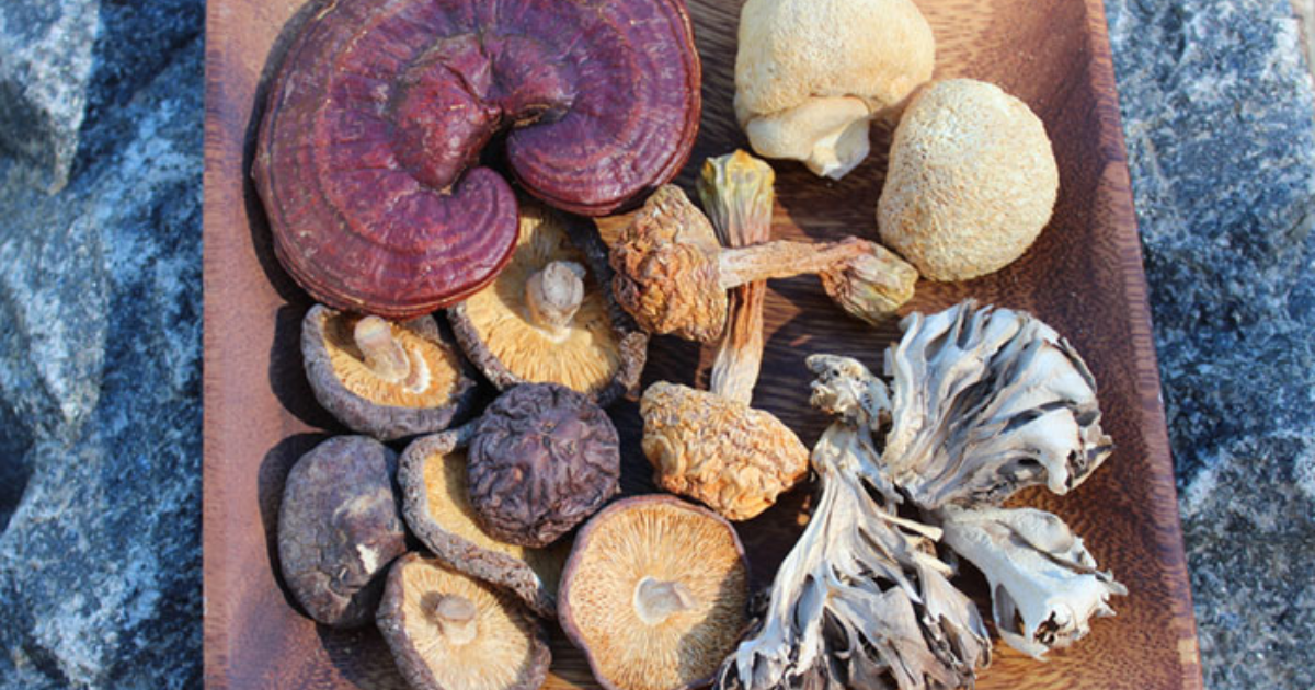 Medicinal Mushrooms